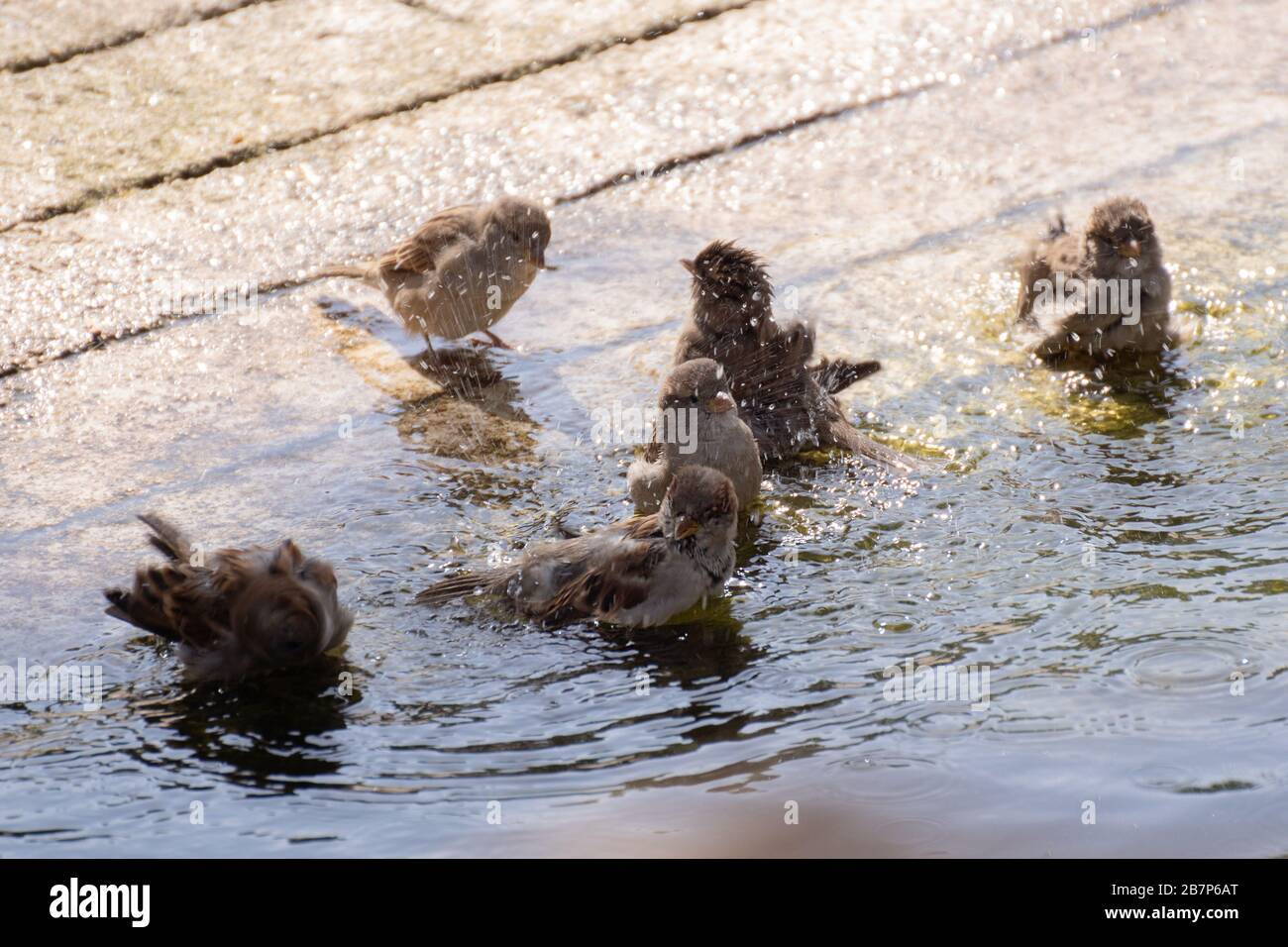 Group Of Male And Female Sparrows Taking A Bath In Summer Stock Photo