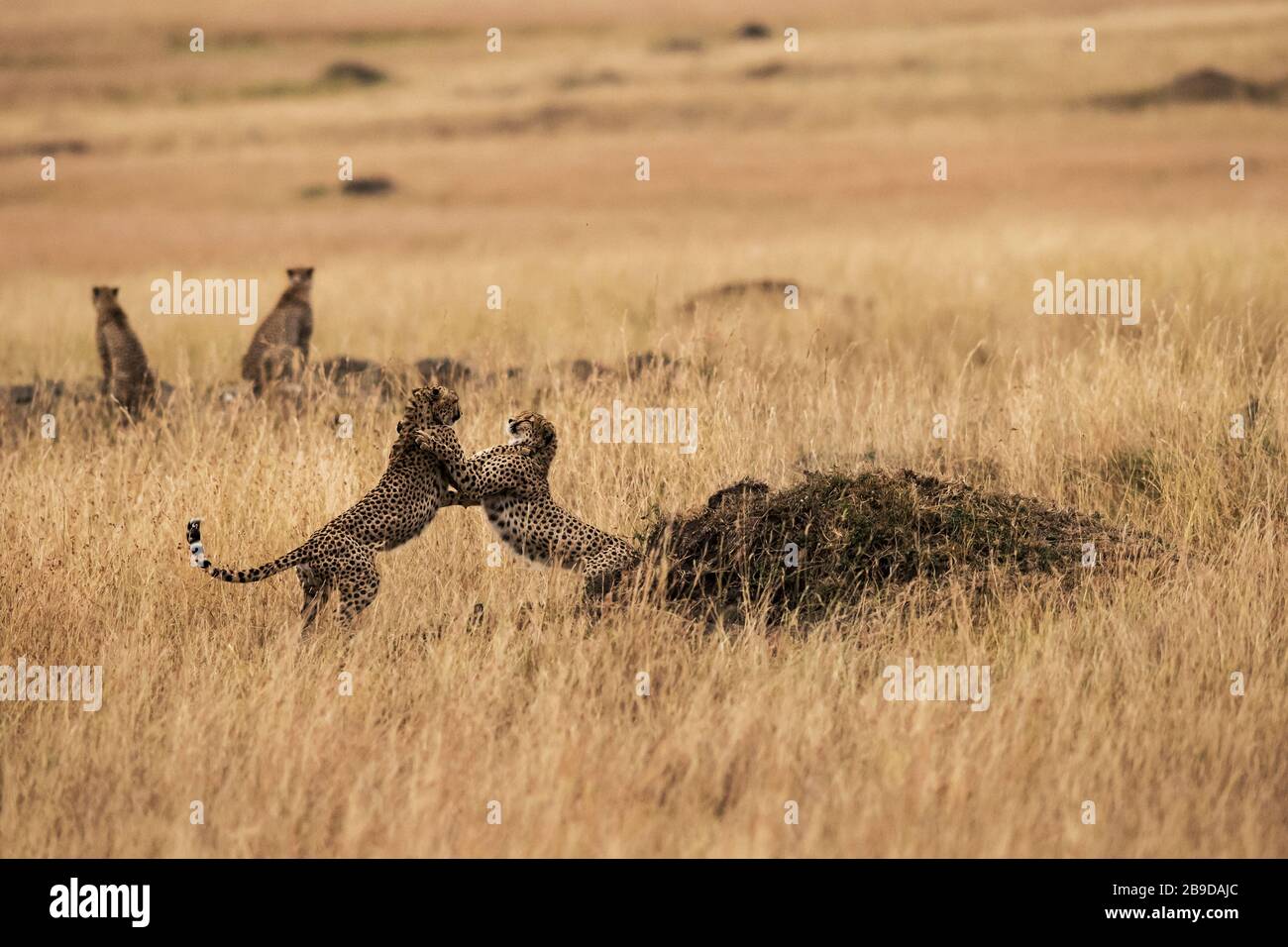 The Image Of Cheetah Acinonyx Jubatus Playing In Savannah Kenya