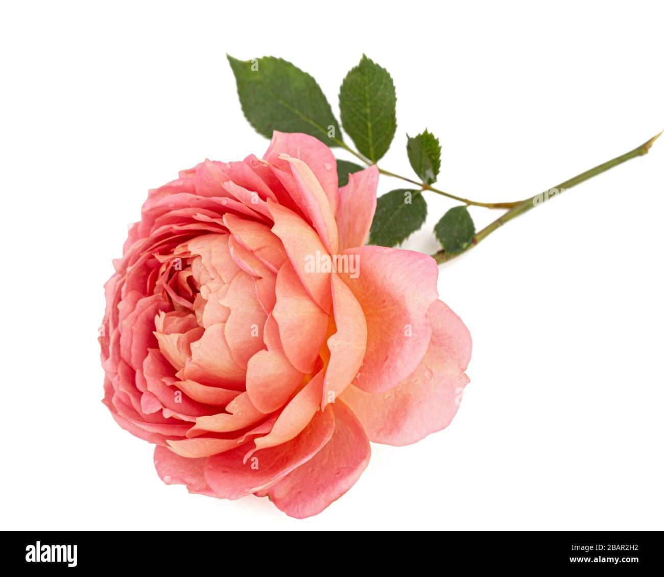 Pink Flower Of Rose Isolated On White Background Stock Photo Alamy