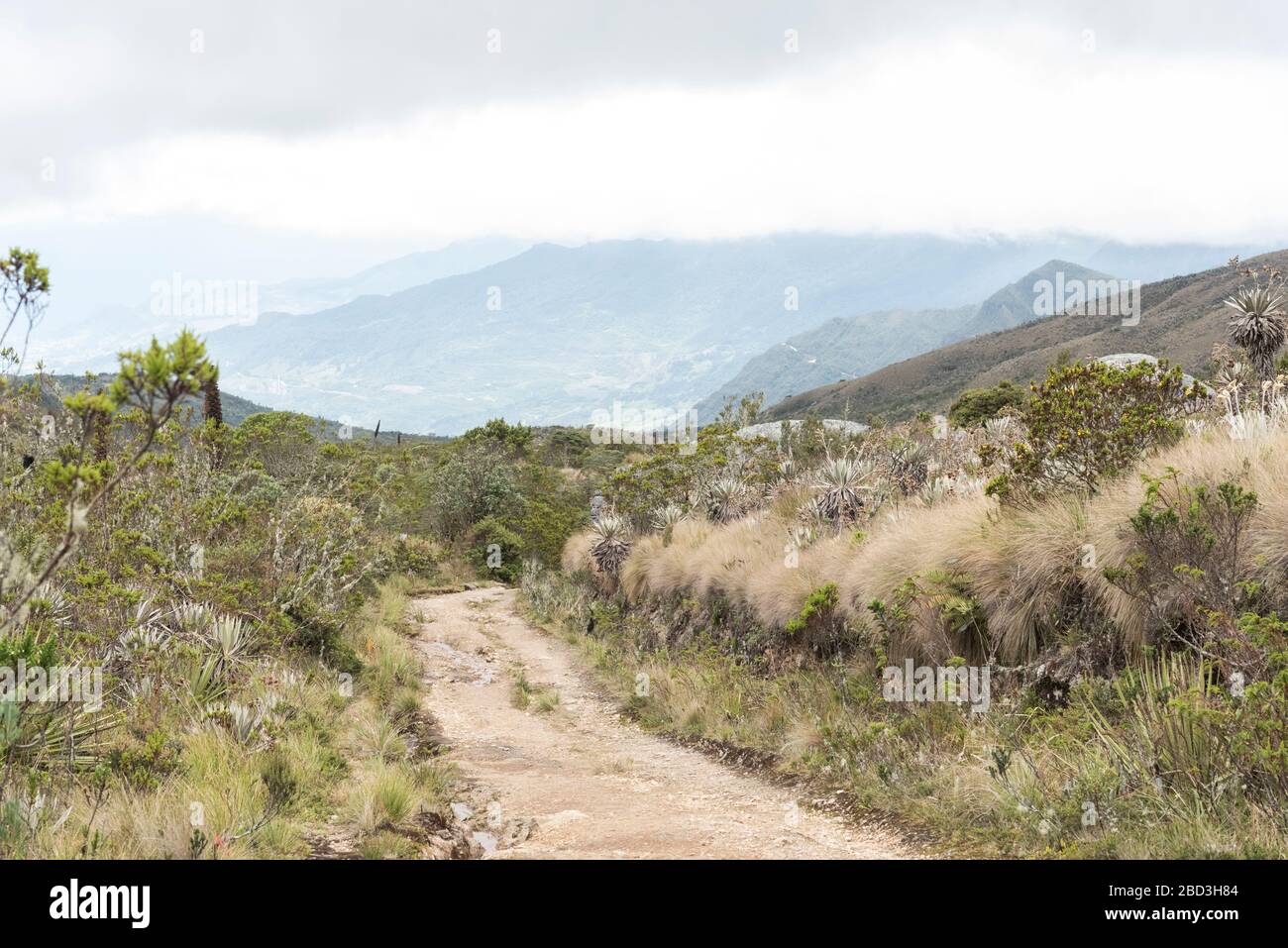 Chingaza National Natural Park Colombia Paramo Footpath Through A