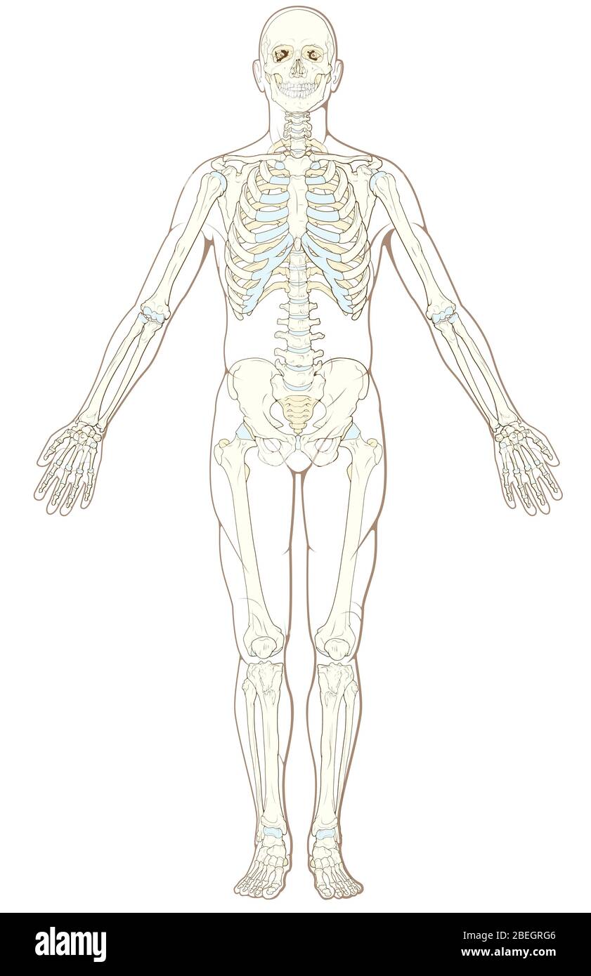 Human Pelvis Bones Hi Res Stock Photography And Images Alamy