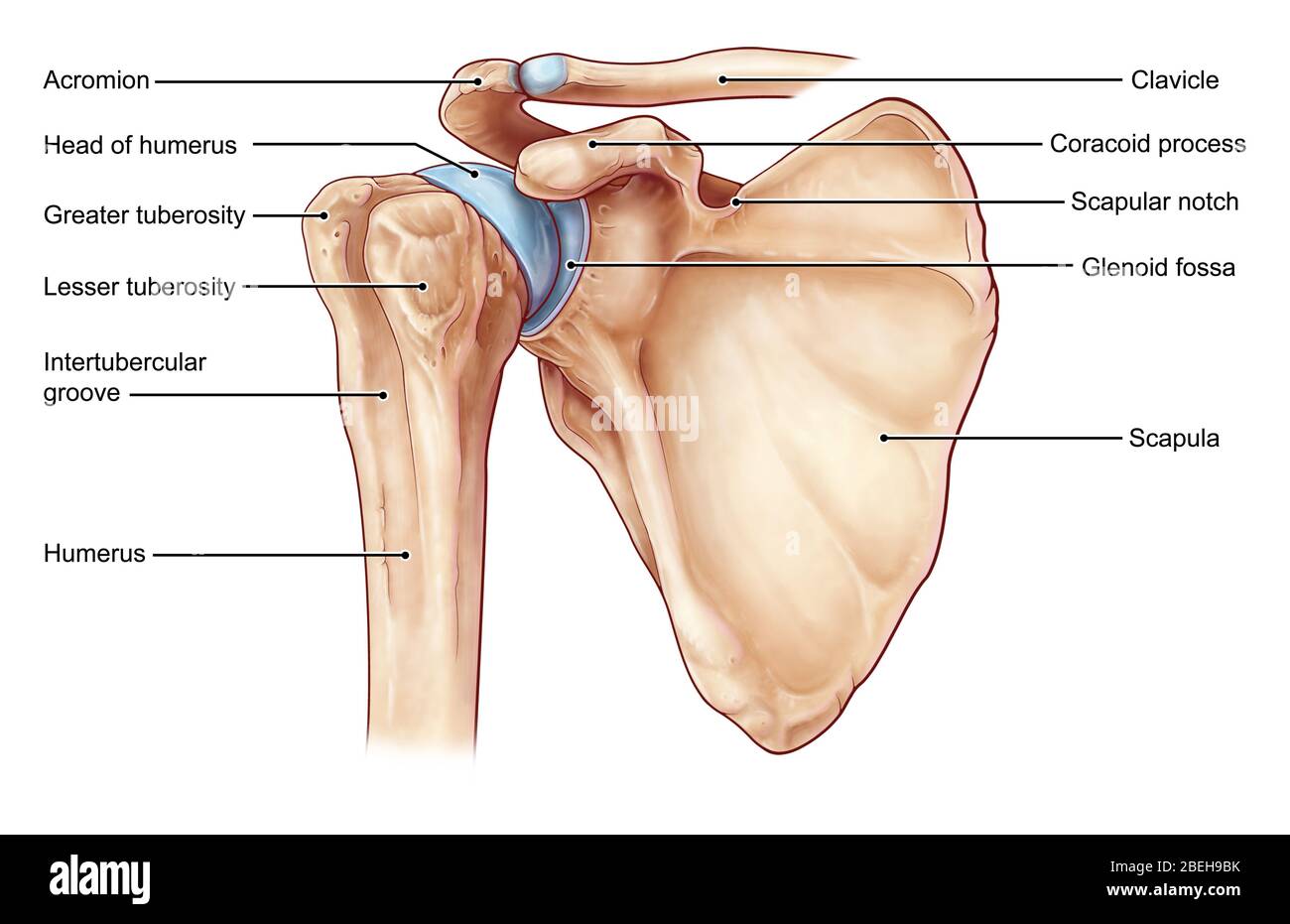 Premium Vector Human Shoulder Anatomy With Sketch Of Scapula And
