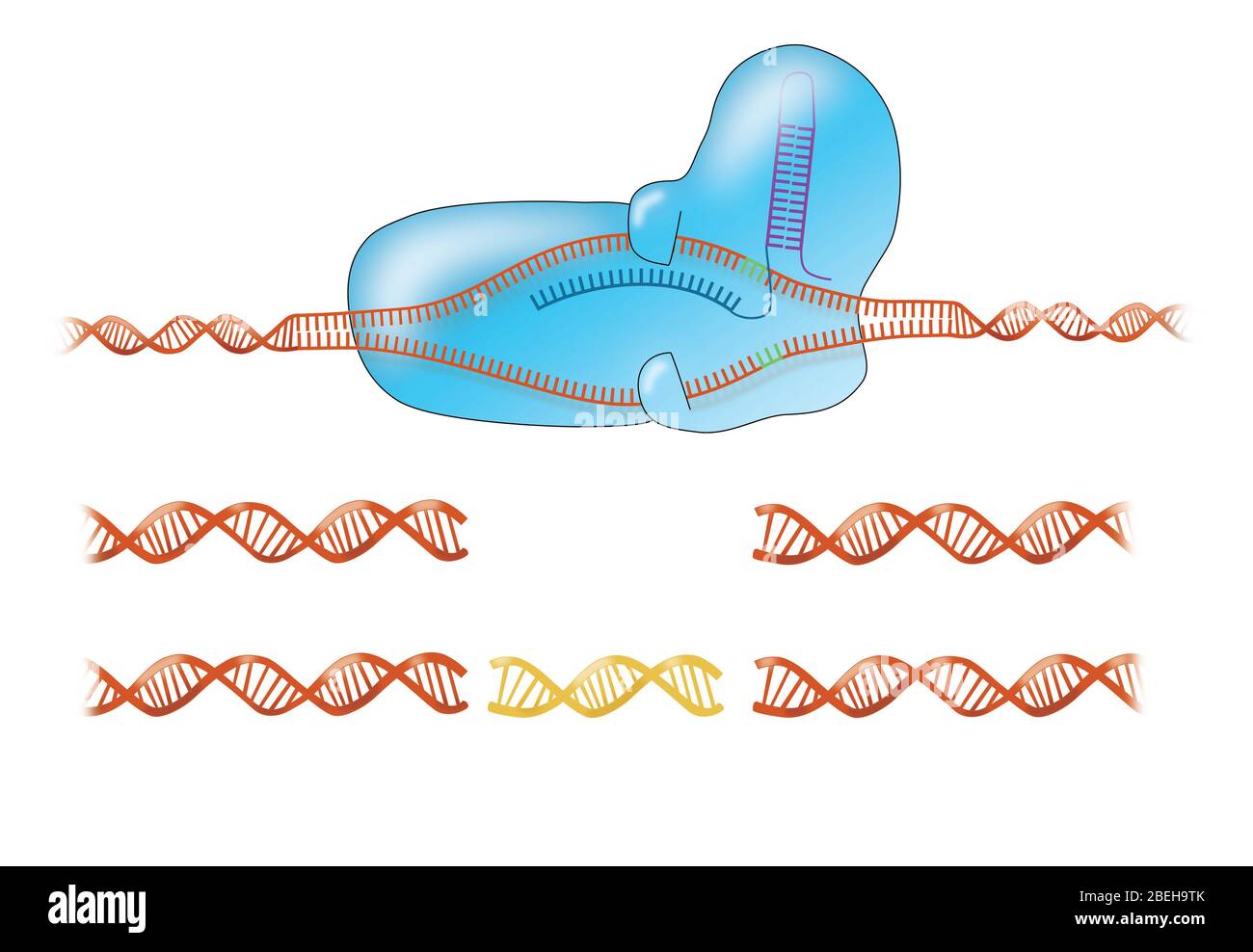 CRISPR-Cas9 gene editing illustration
