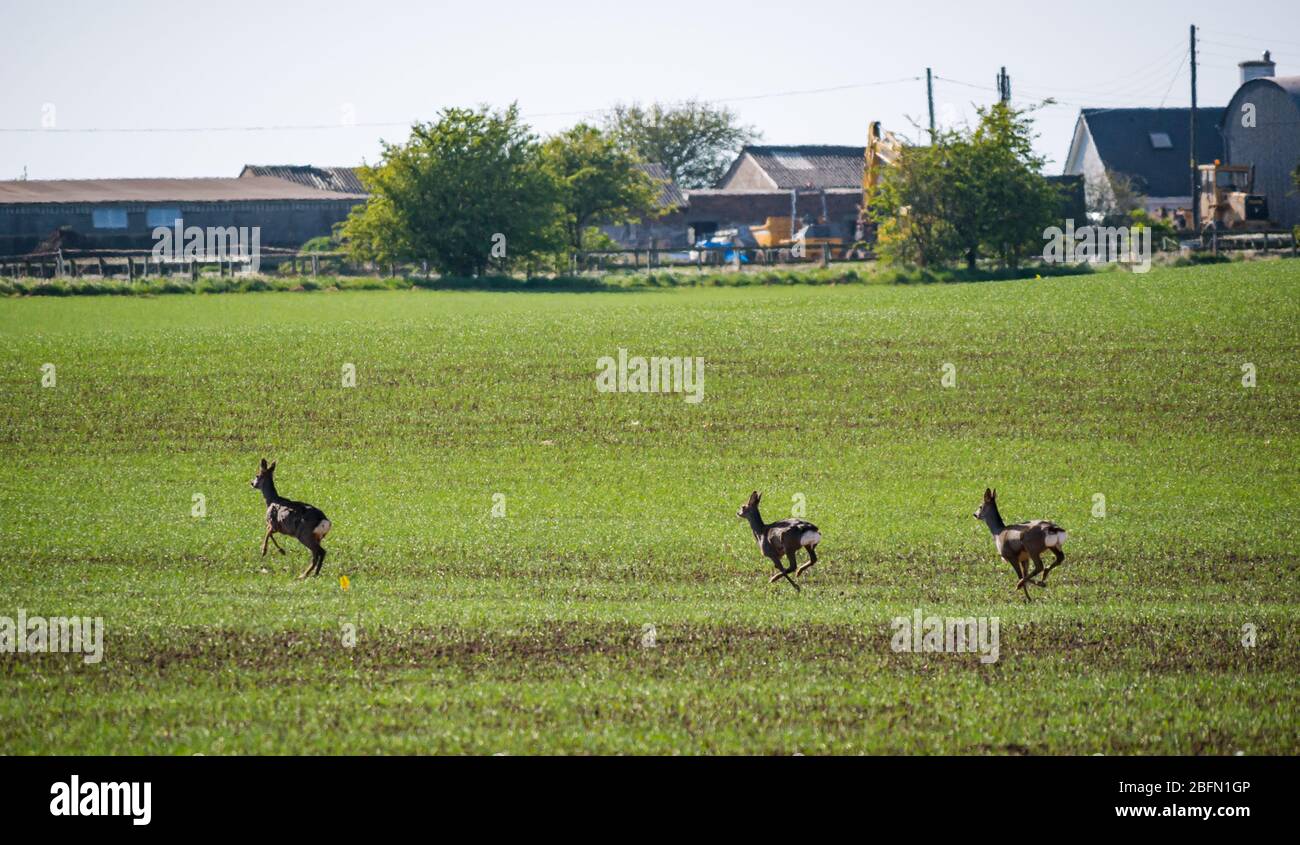 A Group Of Three Roe Deer Running Across A Spring Farm Crop Field East