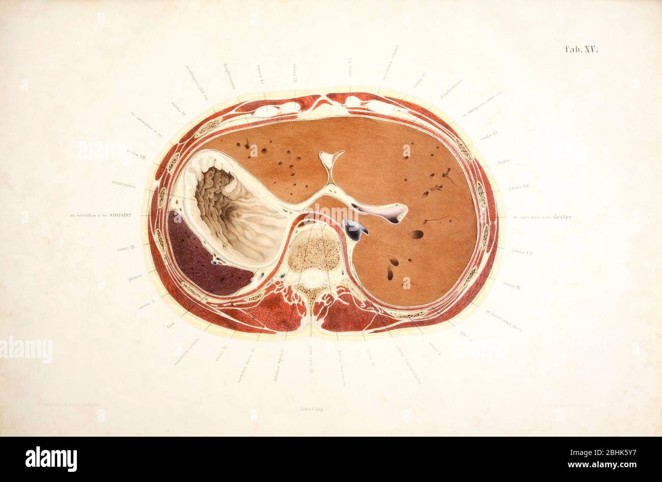 TOPOGRAPHISCH ANATOMISCHER ATLAS 1872 Stock Photo Alamy