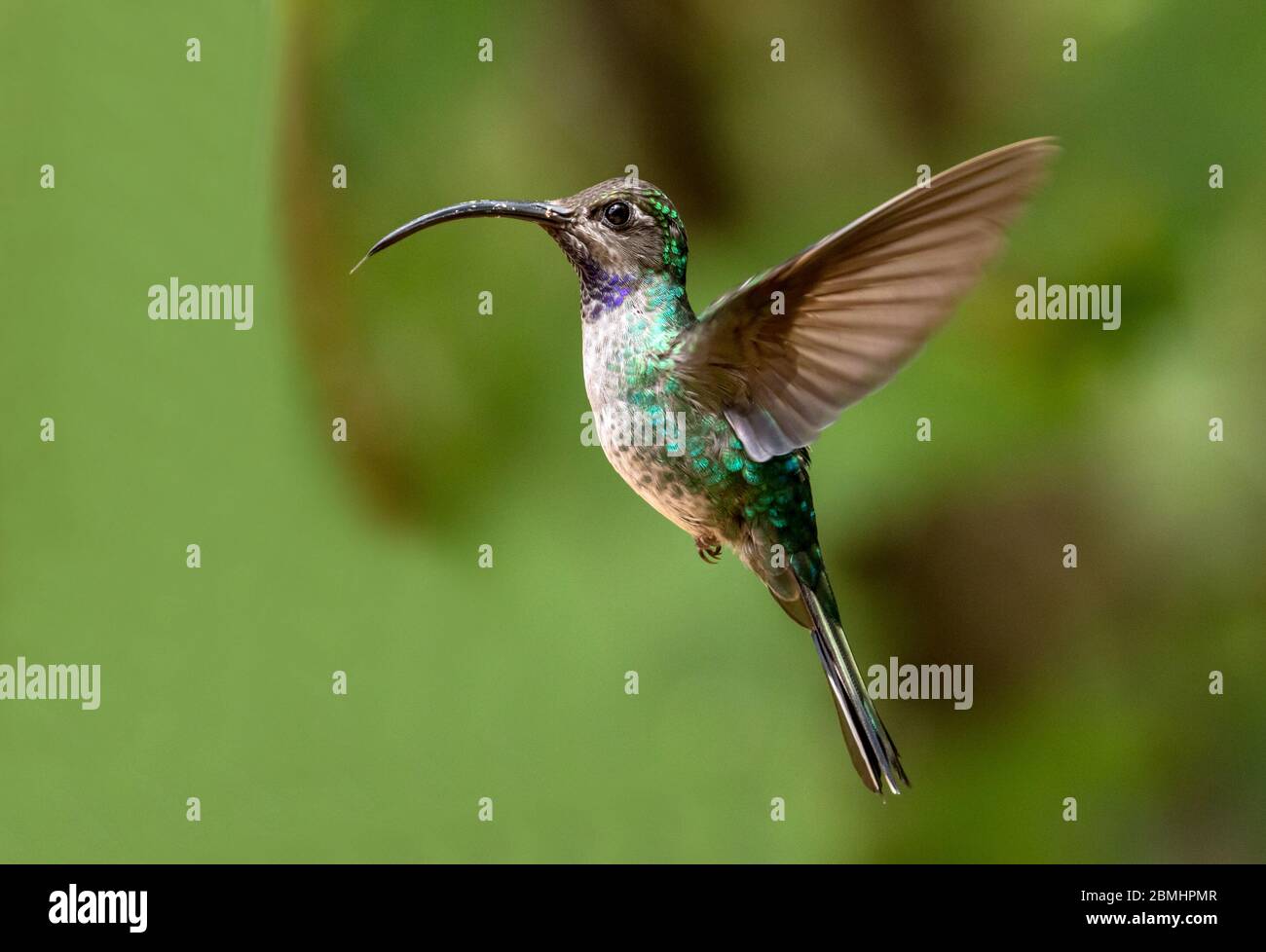 Closeup Of Female Violet Sabrewing Hummingbird In Flight Panama