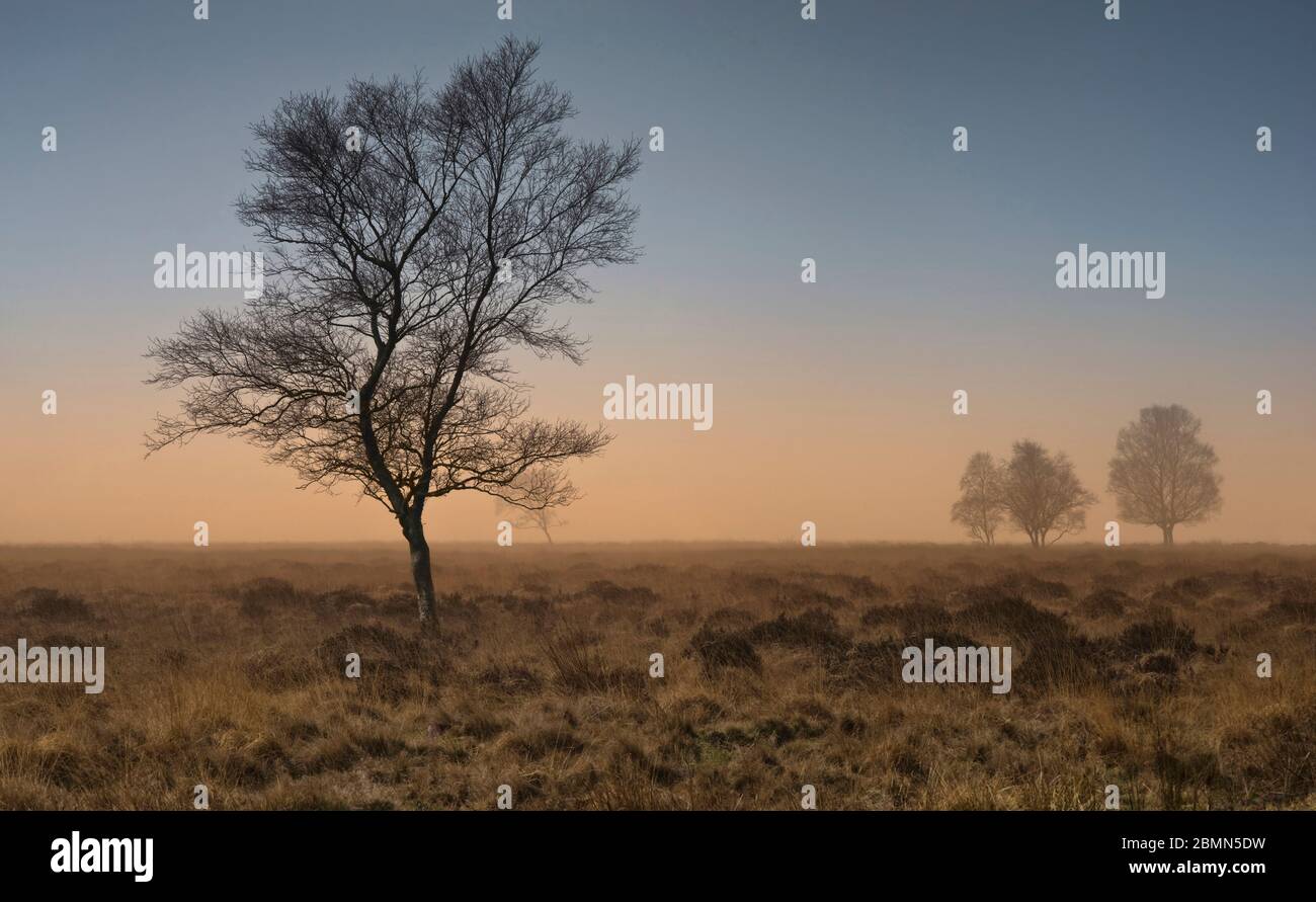 Leash Fen Hi Res Stock Photography And Images Alamy