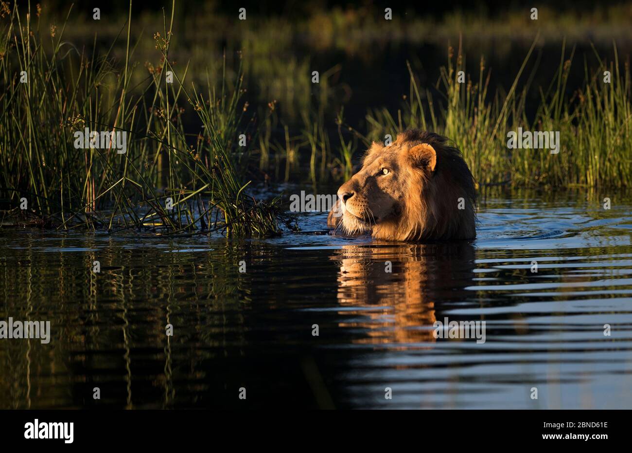 Okavango Lion Swimming Hi Res Stock Photography And Images Alamy