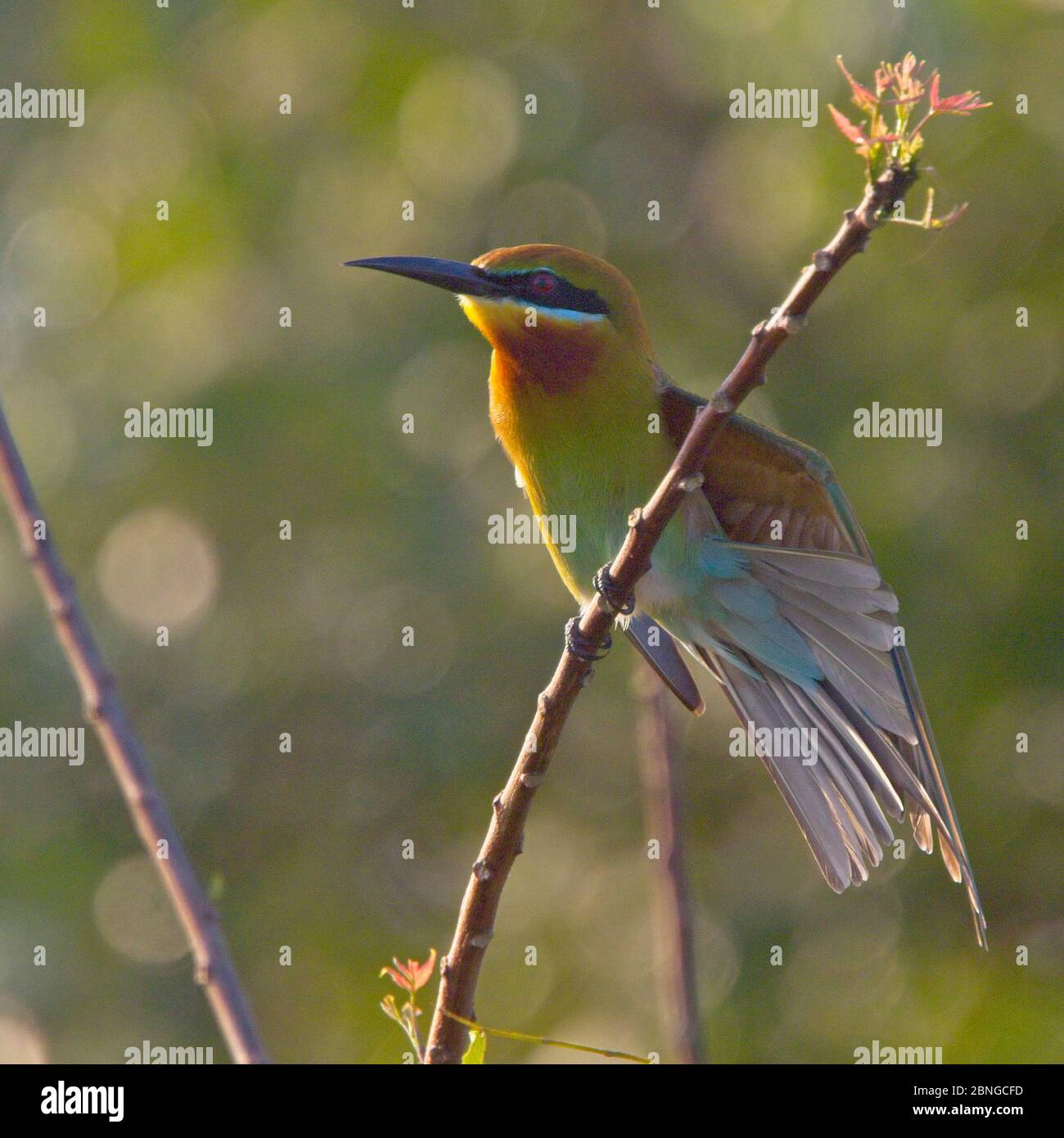 Fanning Its Tail Hi Res Stock Photography And Images Alamy