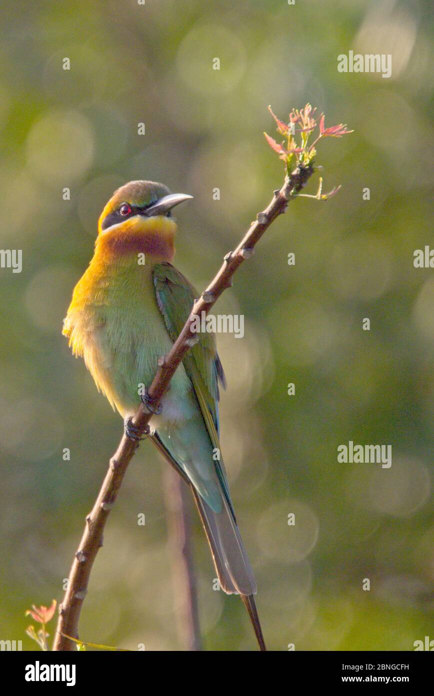 Blue Tailed Bee Eater Merops Philippinus Perched Uda Walawe