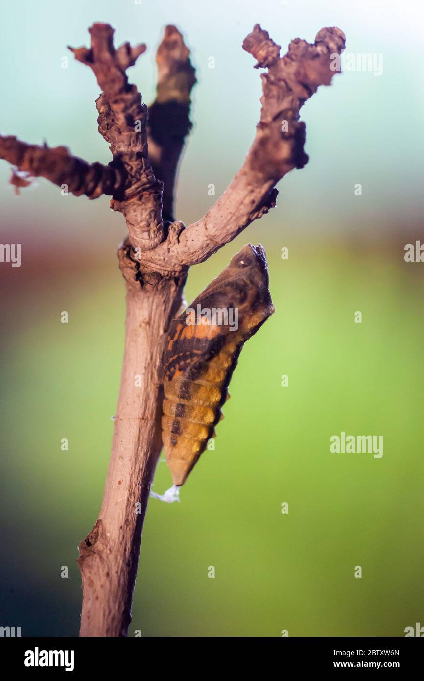 Pupa Of An Old World Swallowtail Papilio Machaon Aka Common Yellow