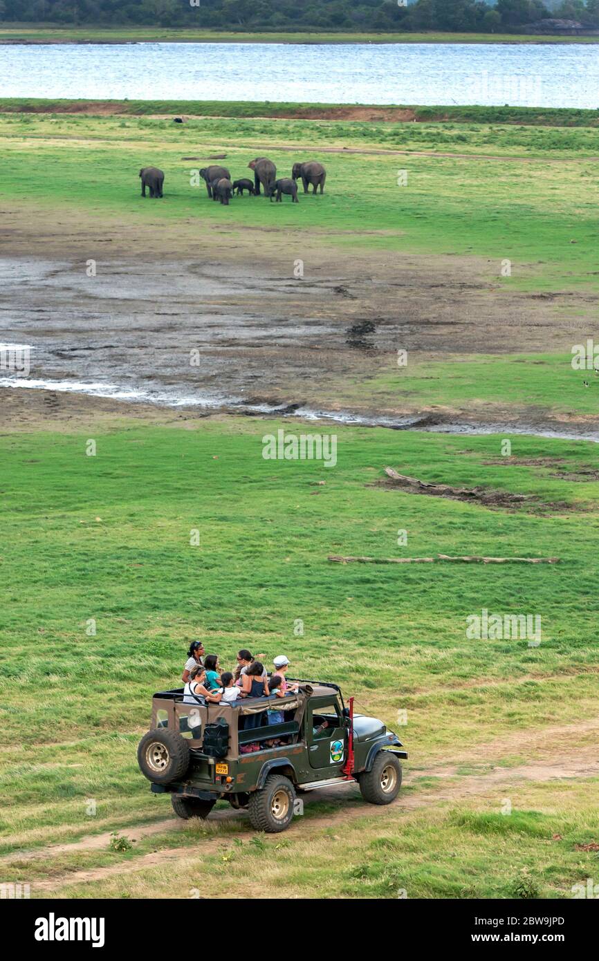 A Safari Jeep Heads Towards A Herd Of Wild Elephants Grazing Adjacent