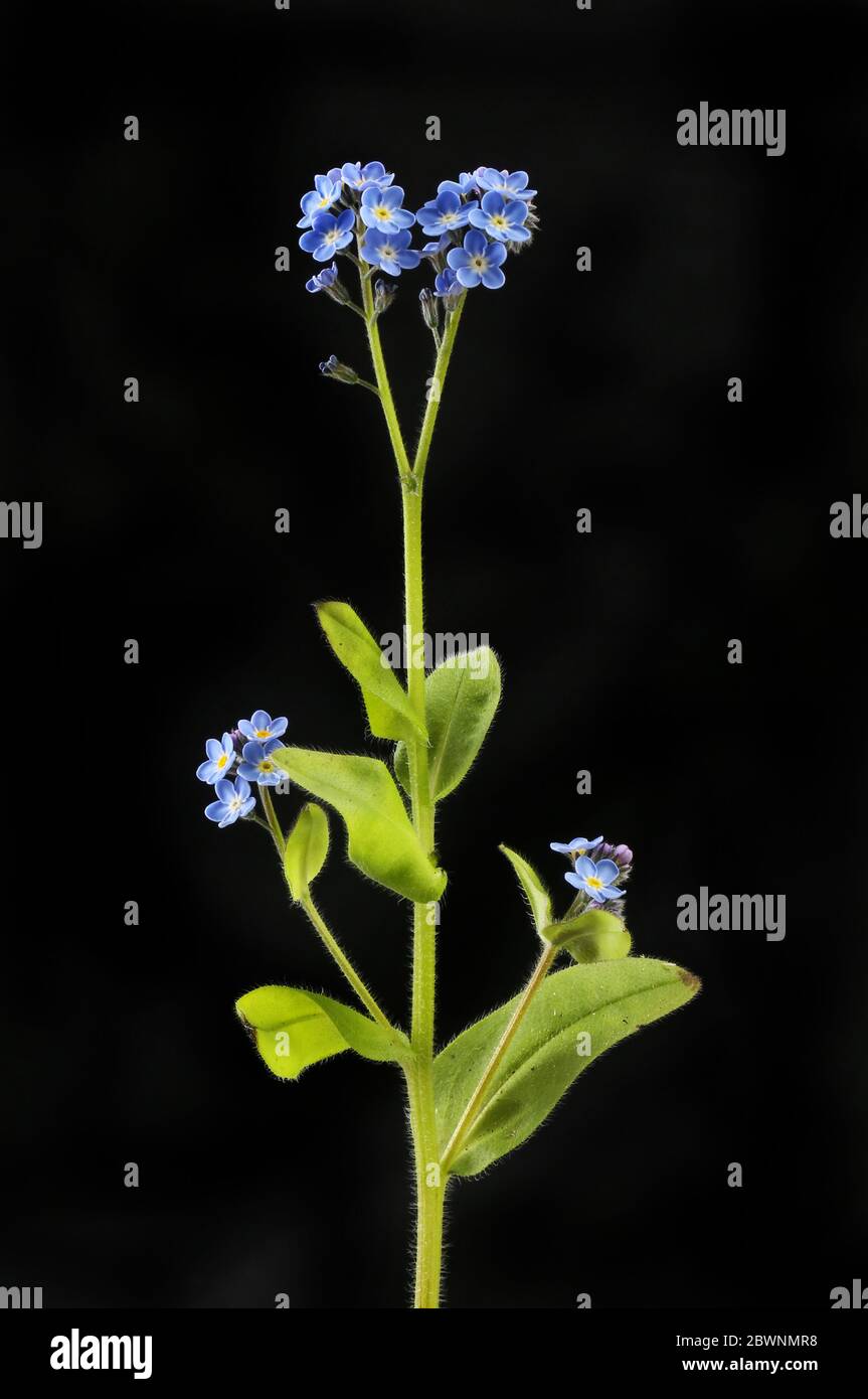 Wood Forget Me Not Myosotis Sylvatica Wiid Flower Isolated Black