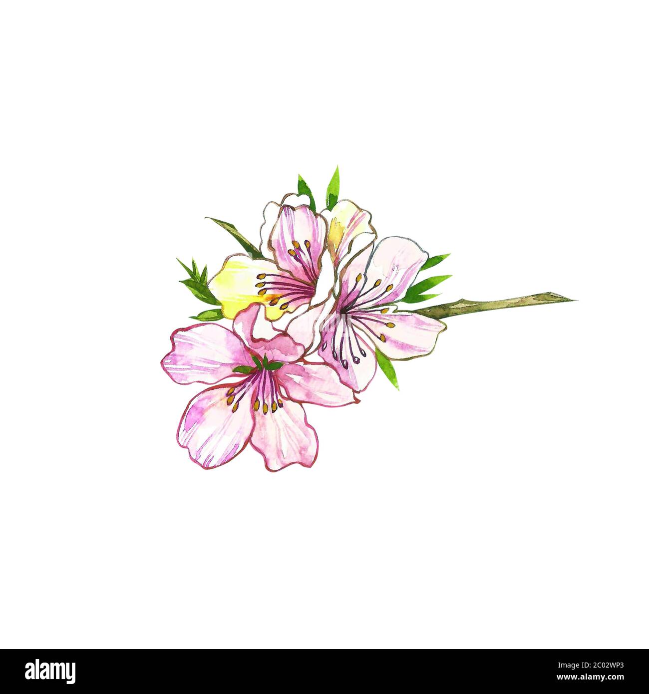 Almond Branch With Flower Watercolor Illustration Almond Set