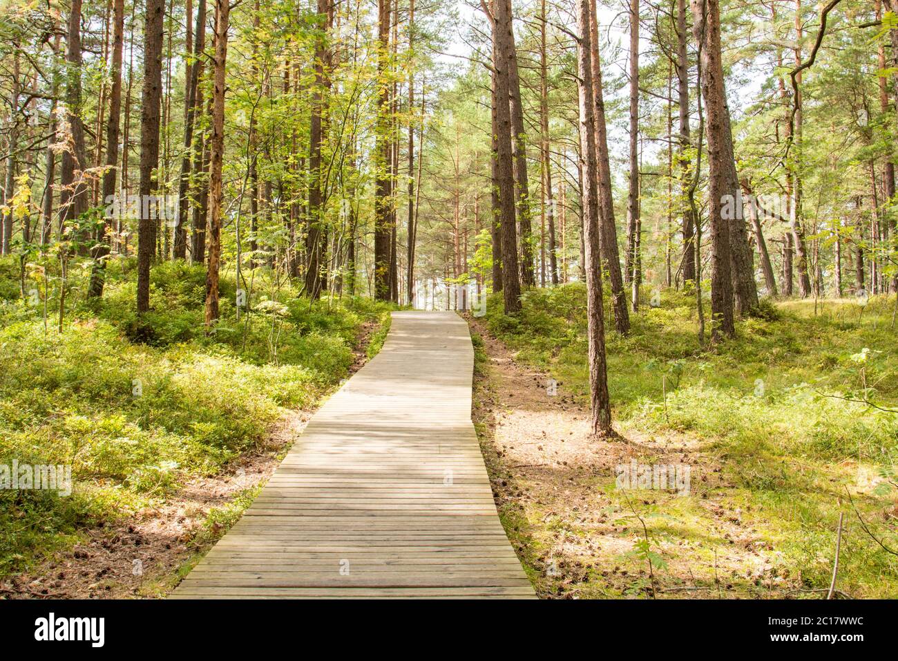 Trail Trough Pine Forest Hi Res Stock Photography And Images Alamy