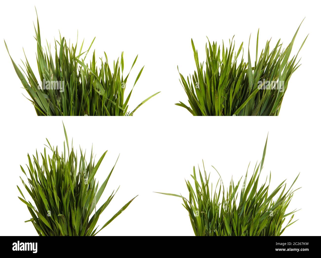 A Bunch Of Green Grass Isolated On White Set Stock Photo Alamy