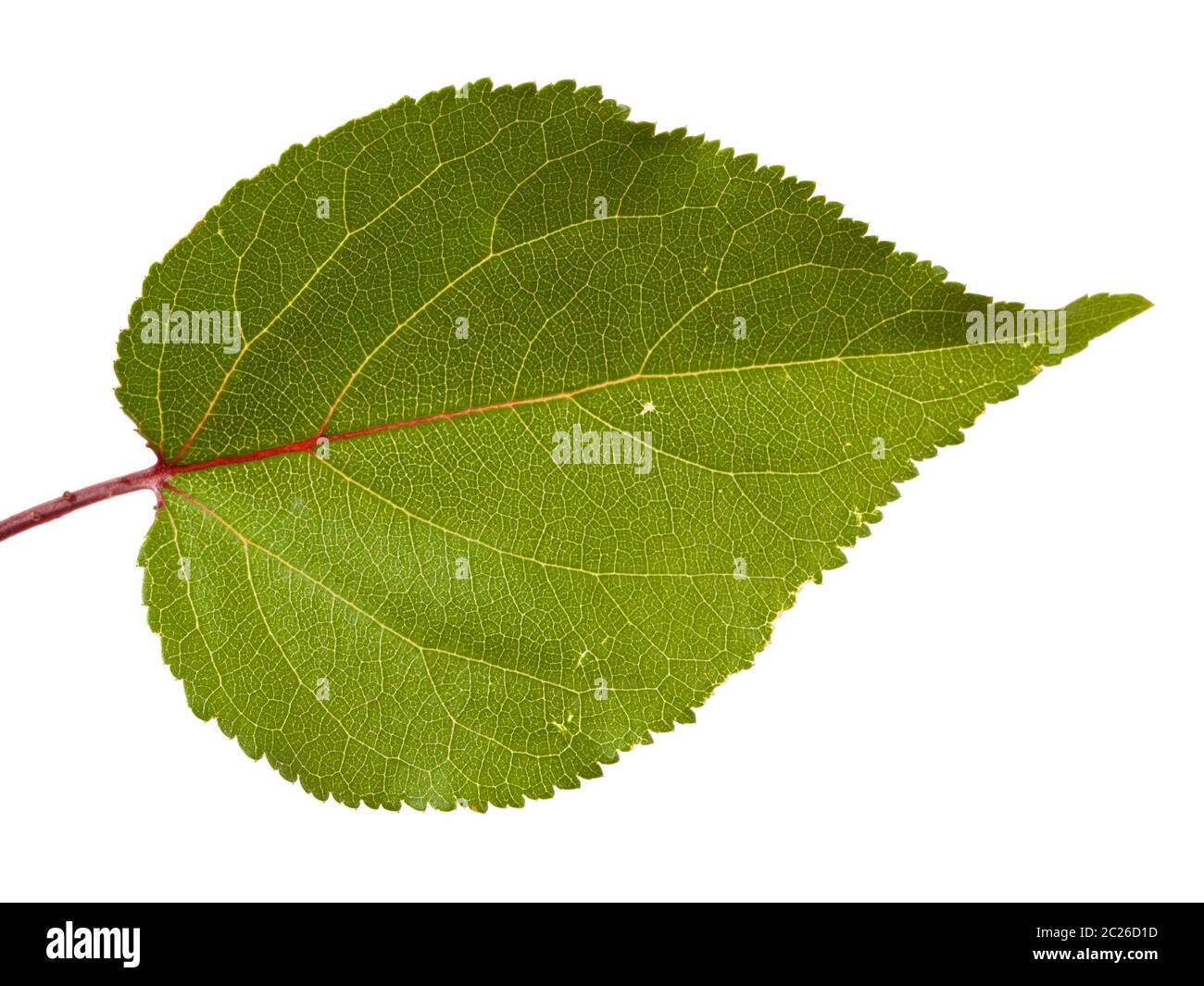 Leaves Of The Apricot Tree Isolated On White Stock Photo Alamy