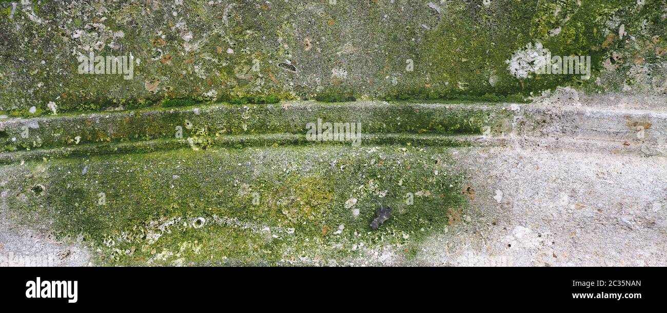 Wide Weathered Grey Concrete With Moss Texture Useful As A Background