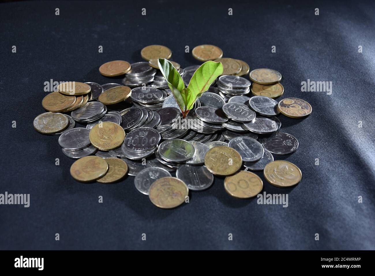 Growing Money Plant On Coins Finance And Investment Concept Stock