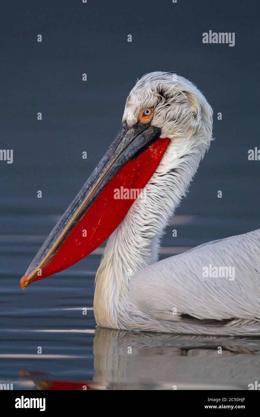 Dalmatian Pelican Pelecanus Crispus Portrait Greece Lake Kerkini