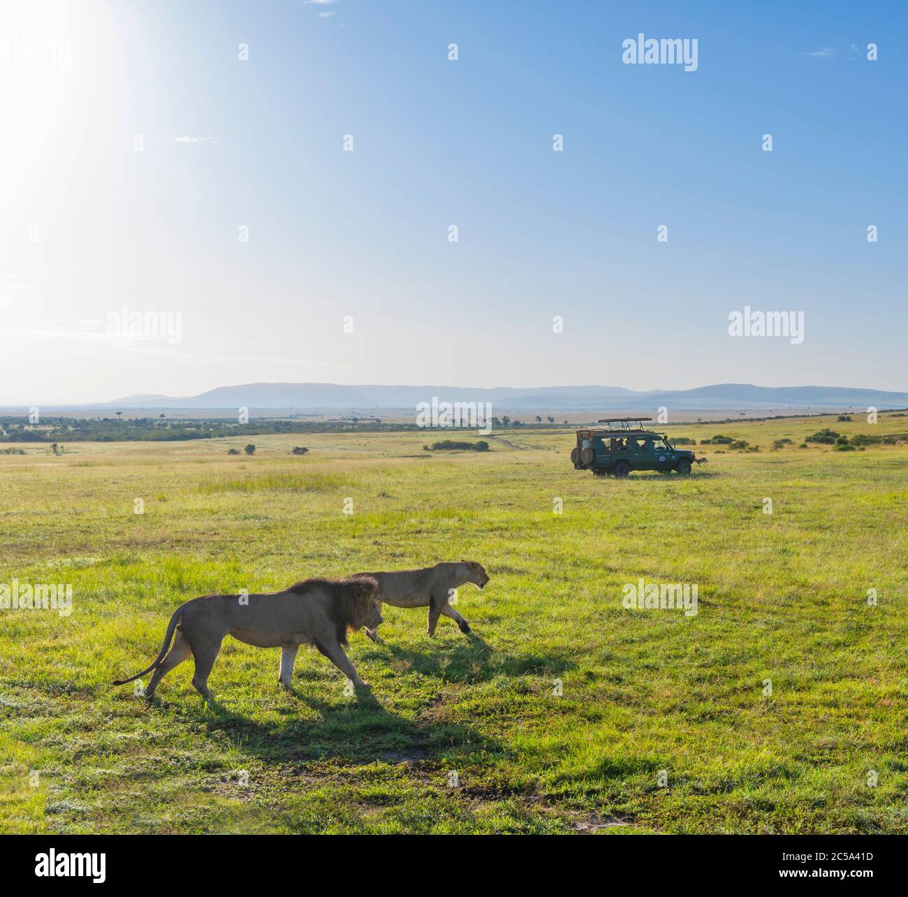 Lion Panthera Leo Lion And Lioness Walking In Front Of Safari