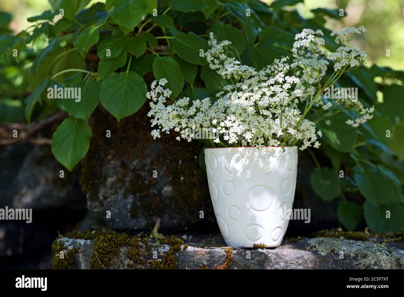 Cow Parsley Vase Hi Res Stock Photography And Images Alamy