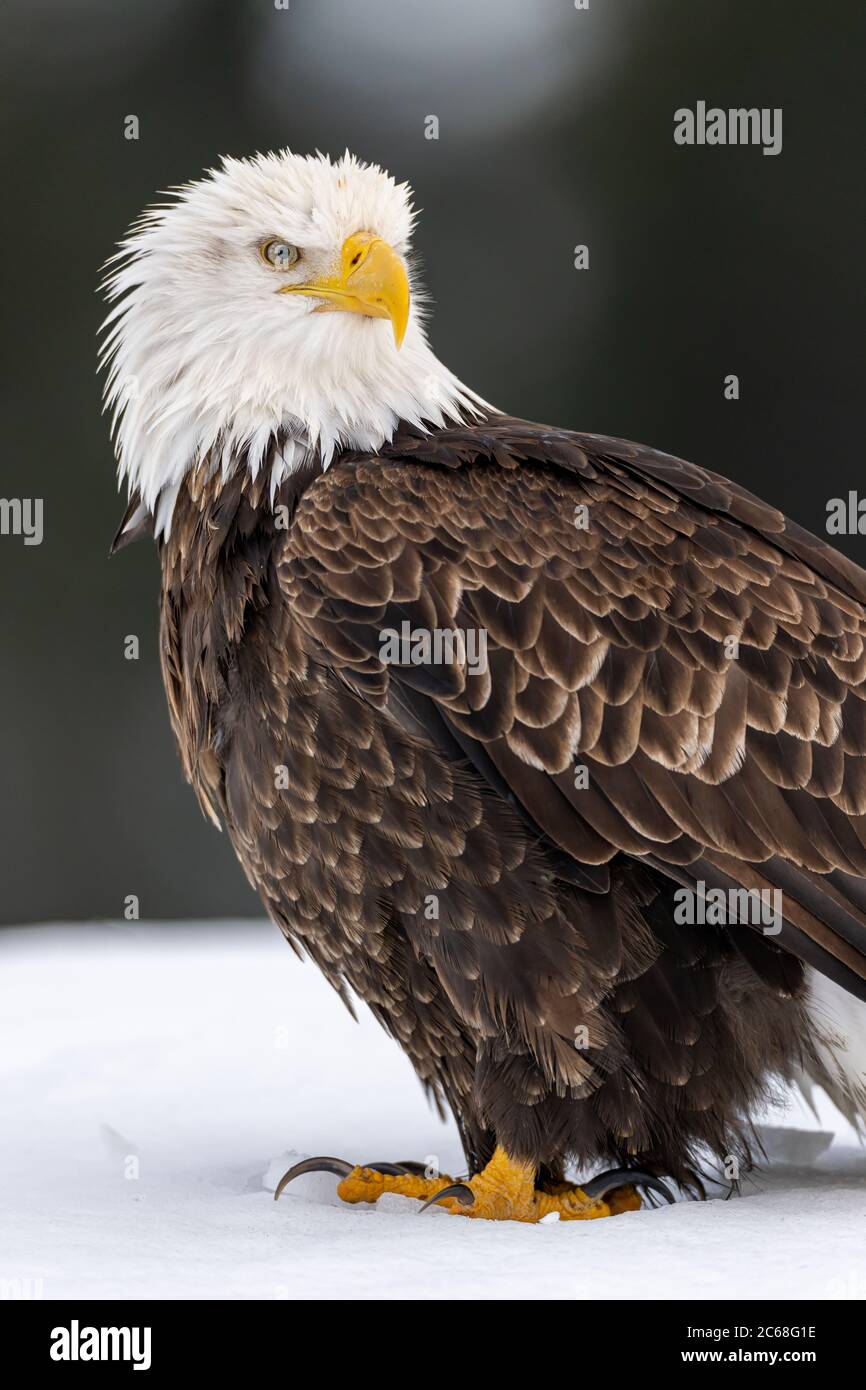 Bald Eagle Haliaeetus Leucocephalus In Homer Alaska Stock Photo Alamy