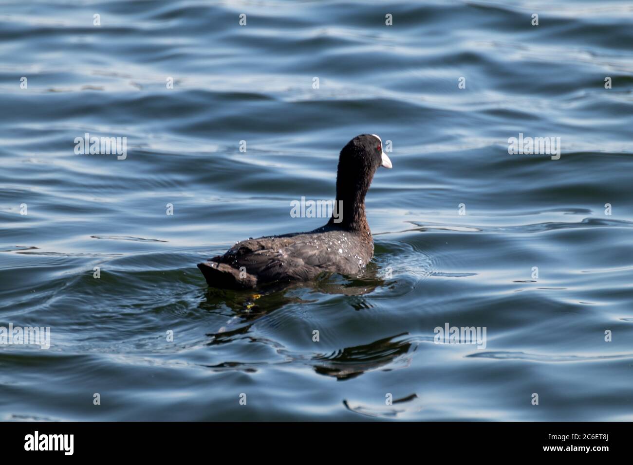 Eurasian Coot Black Common Coot Close Up Wild Water Bird Swimming On