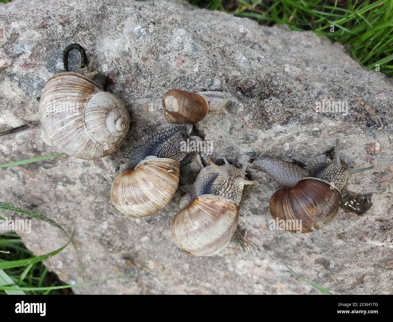 Live Snails For Escargot Hi Res Stock Photography And Images Alamy