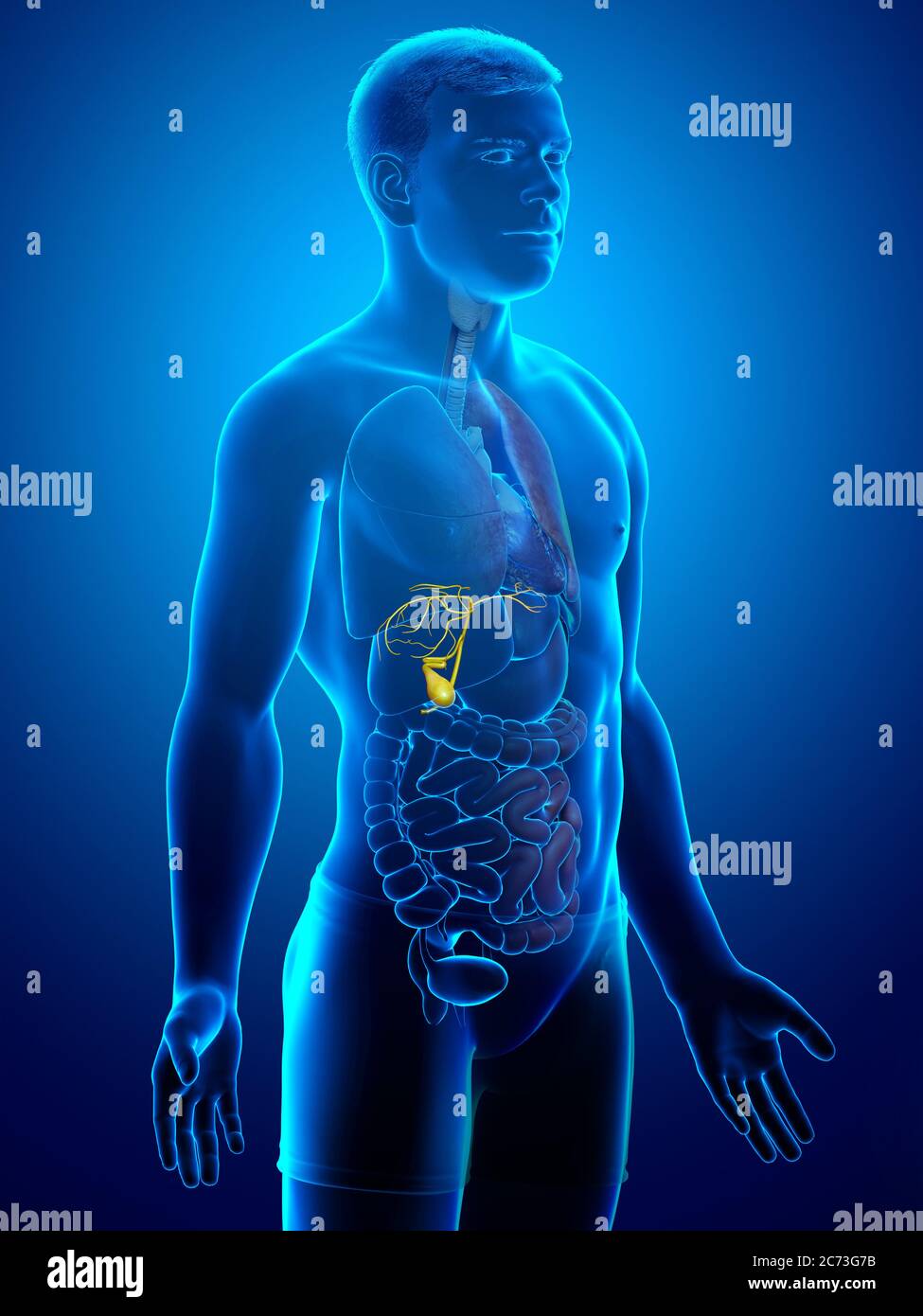 D Rendered Medically Accurate Illustration Of Male Organs Gallbladder