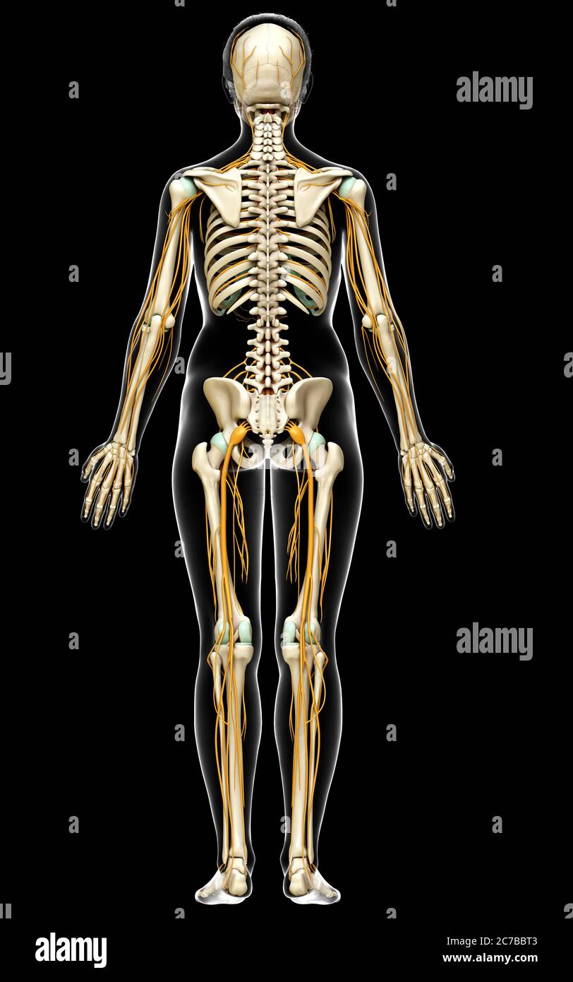 3d Rendered Medically Accurate Illustration Ofa Female Nervous System