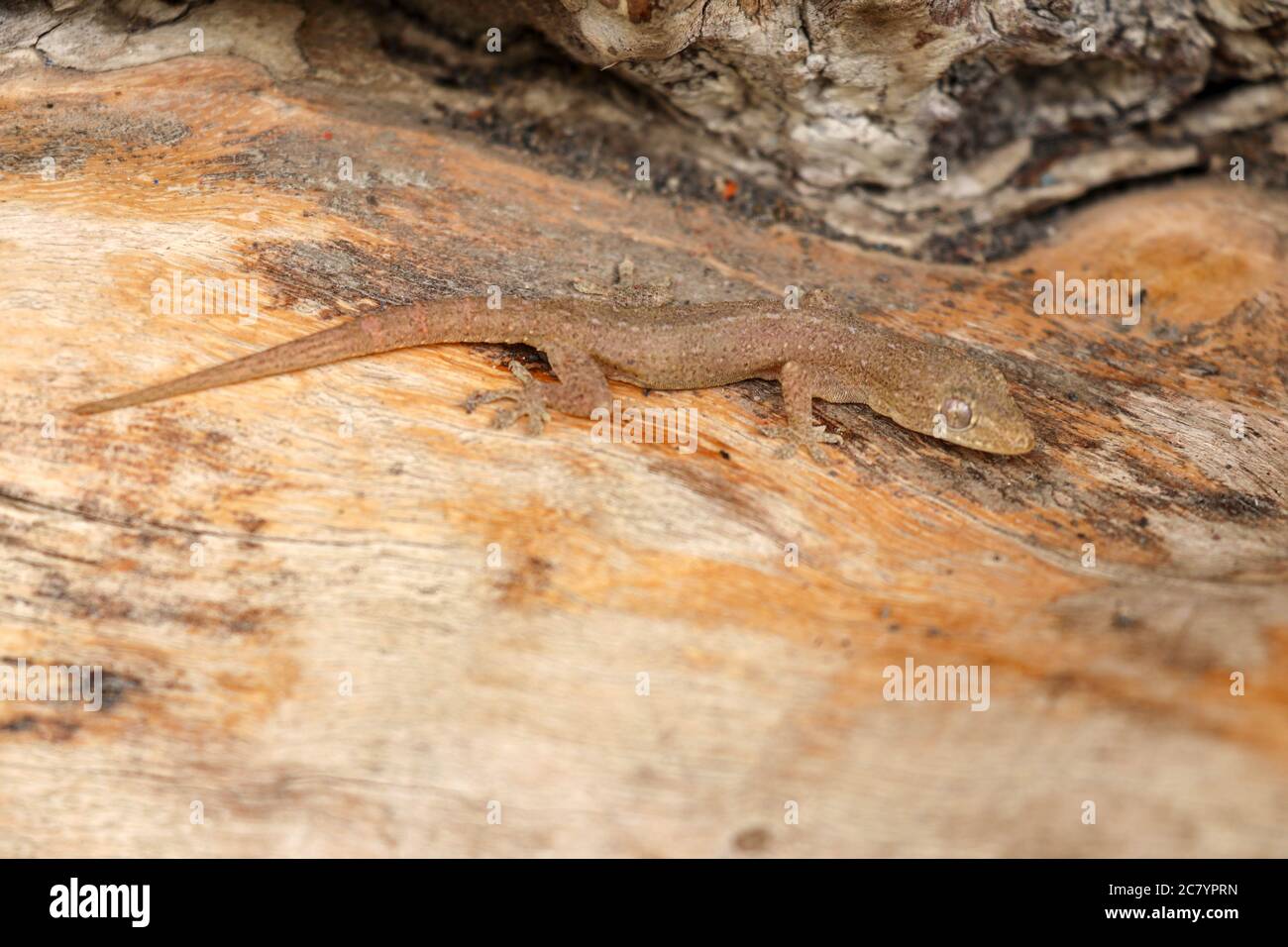 Asian Or Common House Gecko Hemidactylus Frenatus On The Piece Of Wood