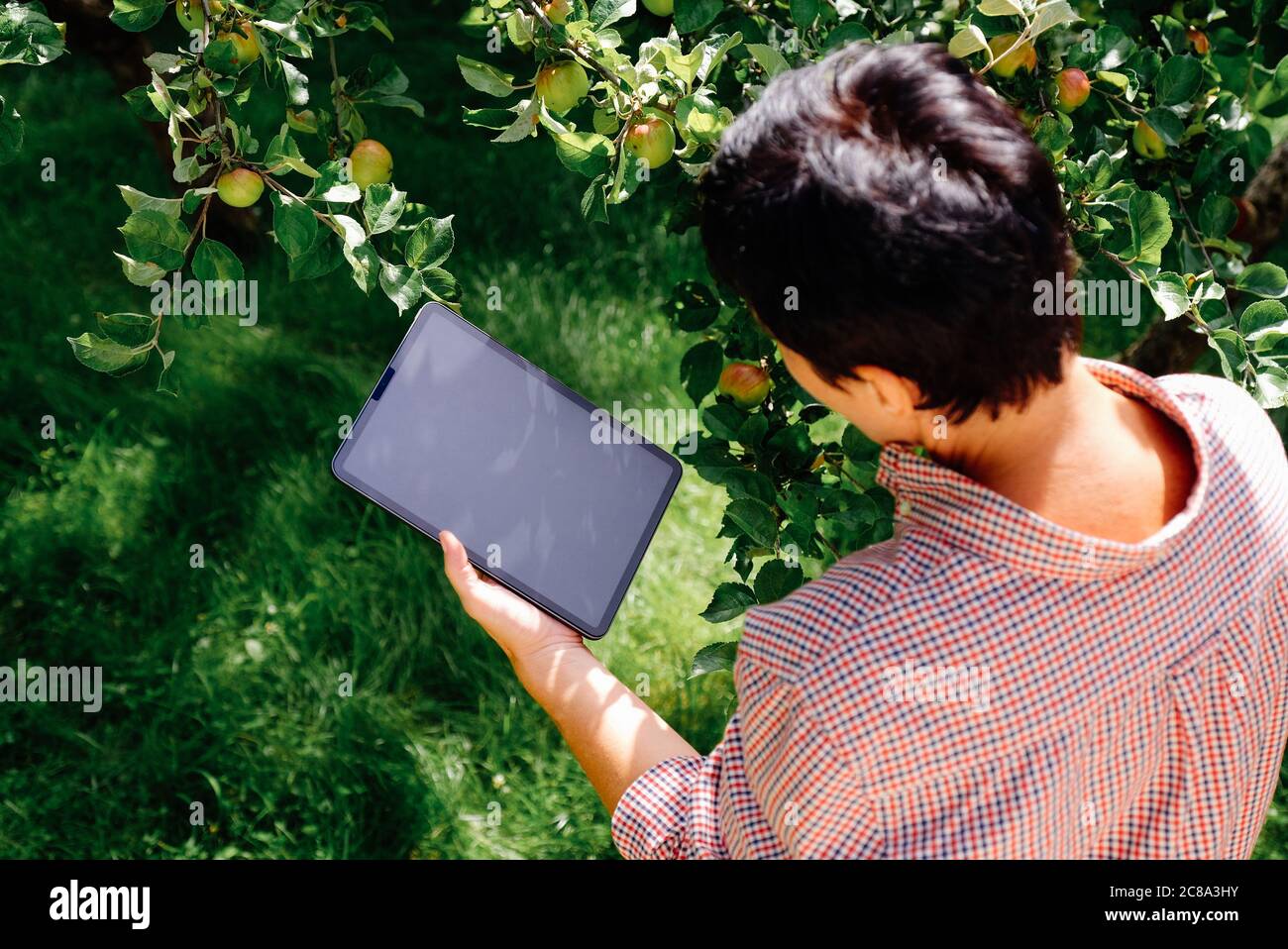 Farmer Using Digital Tablet Pc In Orchard Inspecting Apple Tree Fruits