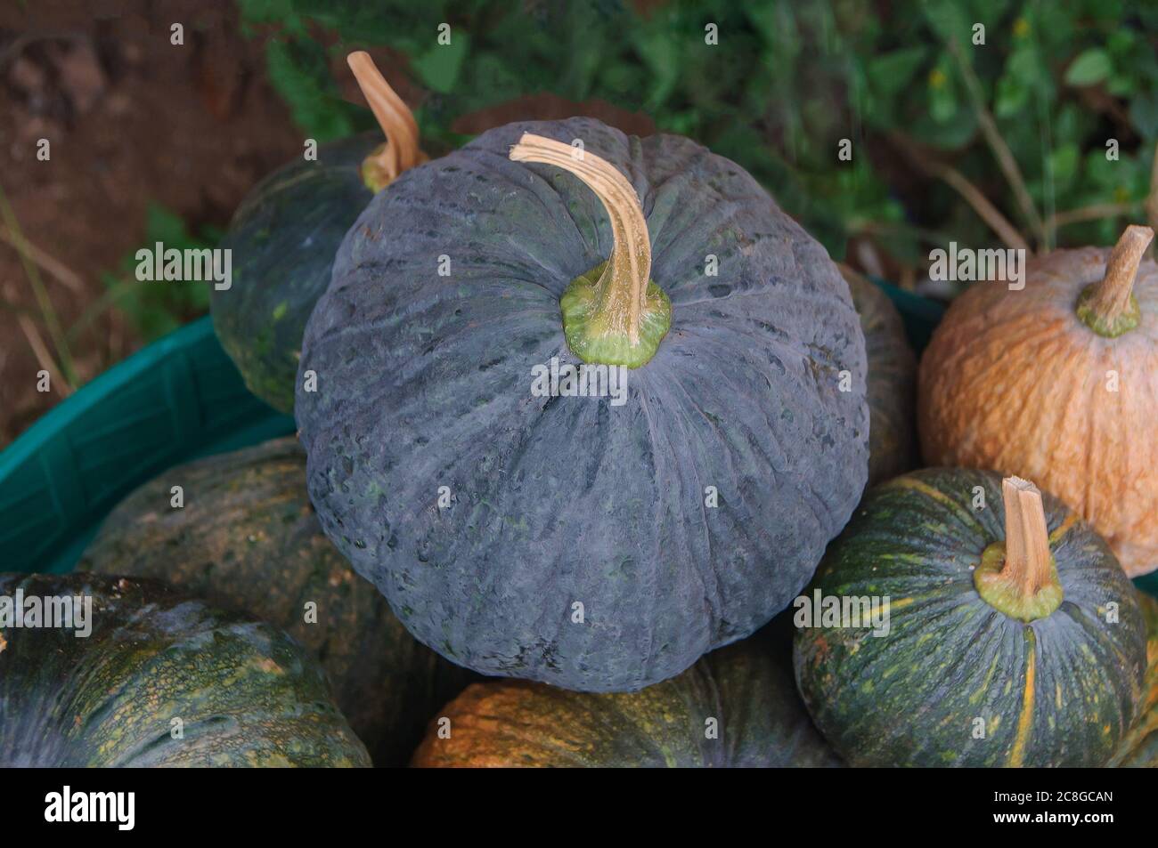 Kabocha Pumpkin Hi Res Stock Photography And Images Alamy