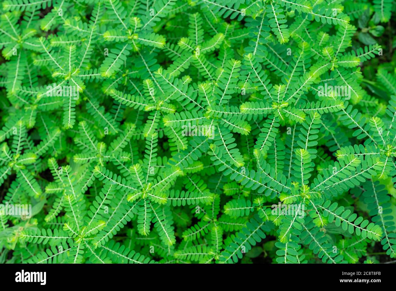 Phyllanthus Niruri Herb Plant And Other Name Seed Under Leaf