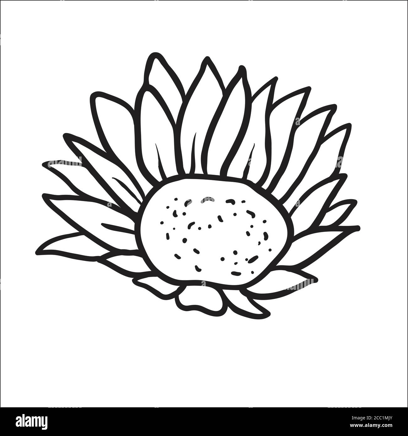 Vector Image Of Hand Drawn Sunflowers Stock Vector Image Art Alamy