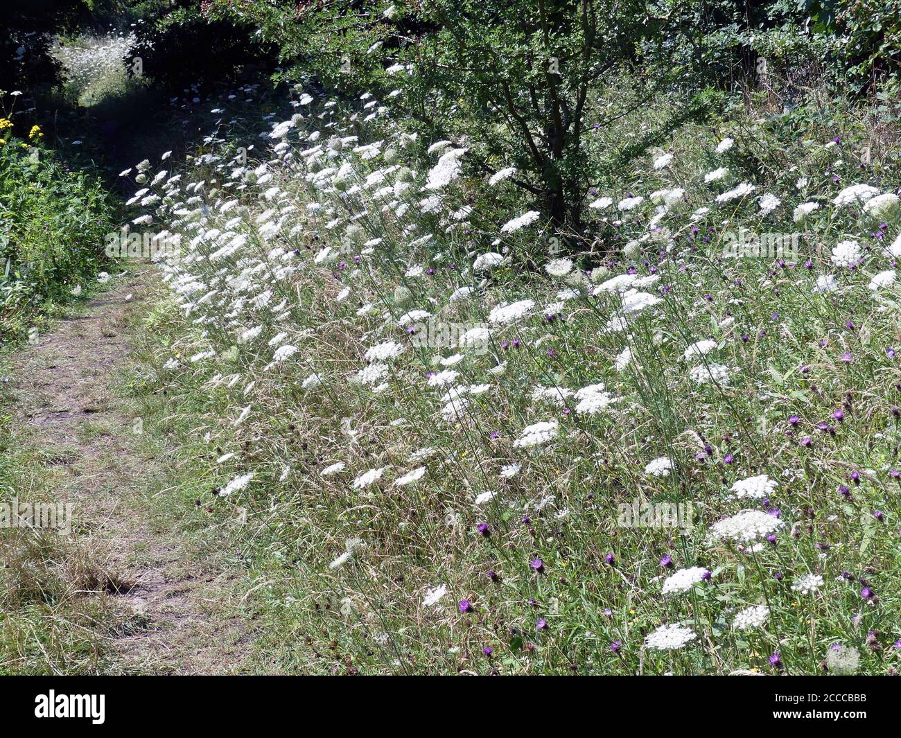 WILD CARROT Daucus Carota Aka Queen Anne S Lace Stock Photo Alamy