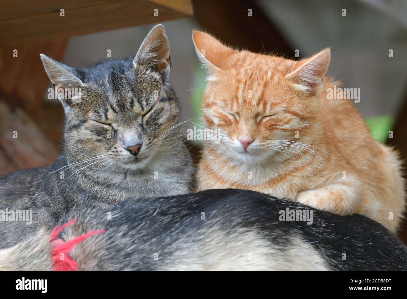 Two Domestic Cats To Snuggle Each Other And Show Love Stock Photo Alamy