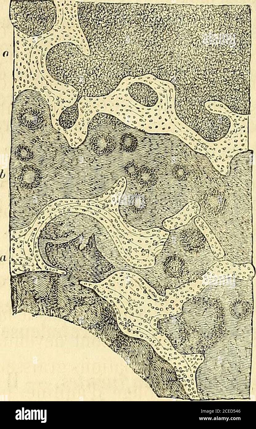 Manuel D Histologie Experimentale Berculose Et Que Dautre Part On