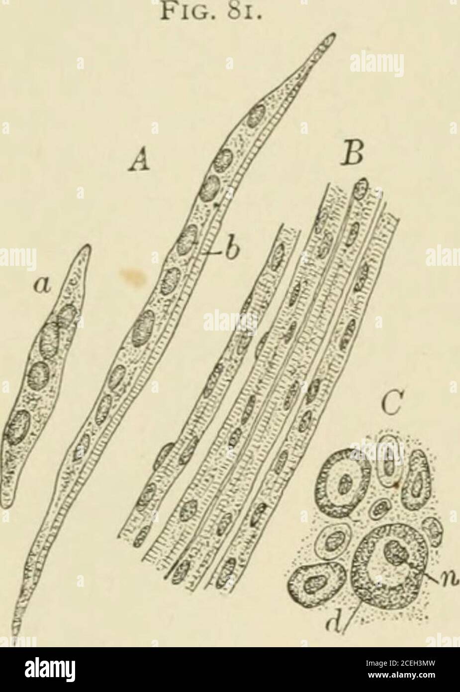 Text Book Of Normal Histology Including An Account Of The