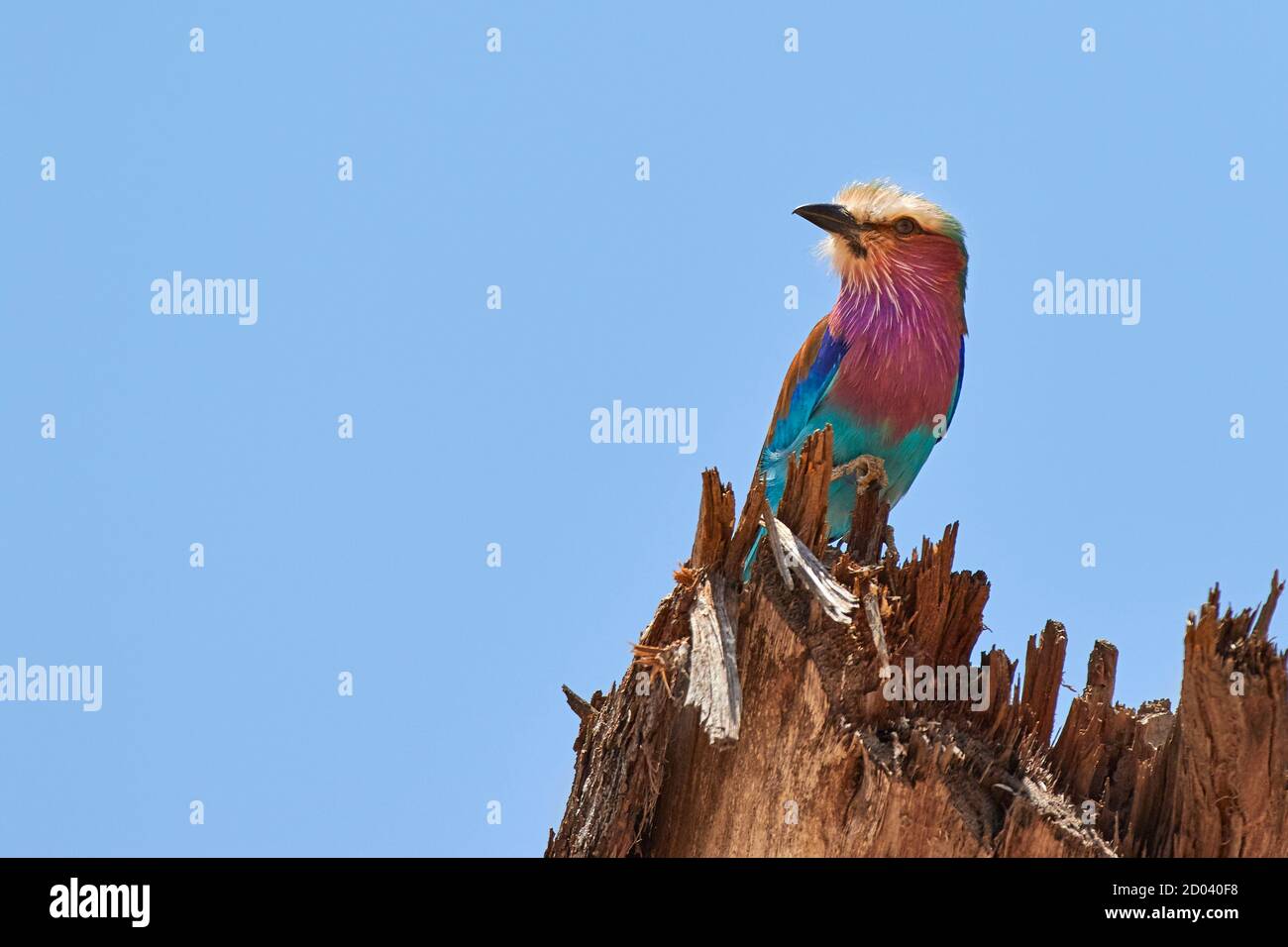 African Birds Serengeti Birds Hi Res Stock Photography And Images Alamy