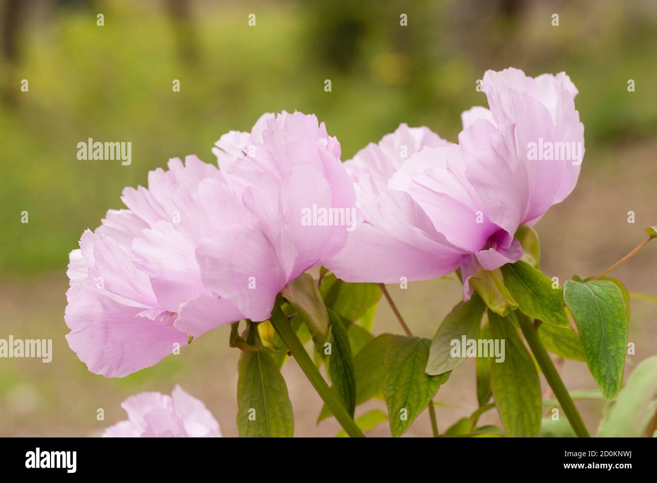 Pink Flower And Leaves Of Peony Plant In Full Bloom Stock Photo Alamy