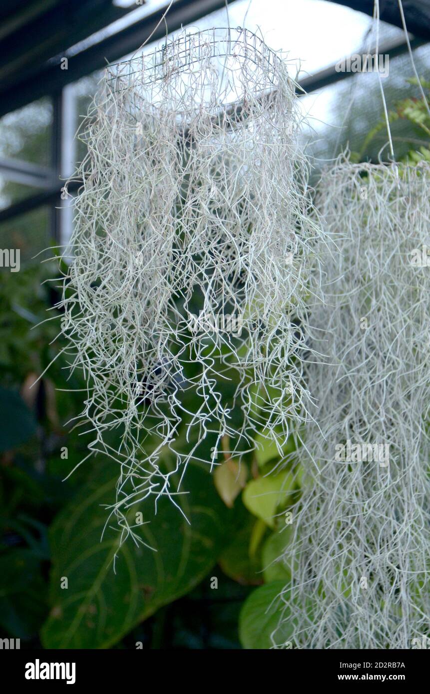 The Beauty Of Spanish Moss Plant Tillandsia Usneoides Stock Photo Alamy