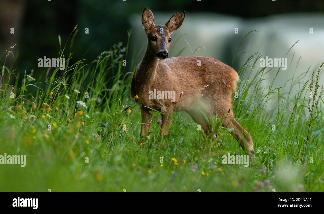 deer tier wild lebende tiere natur säugetier kitz wild Stock