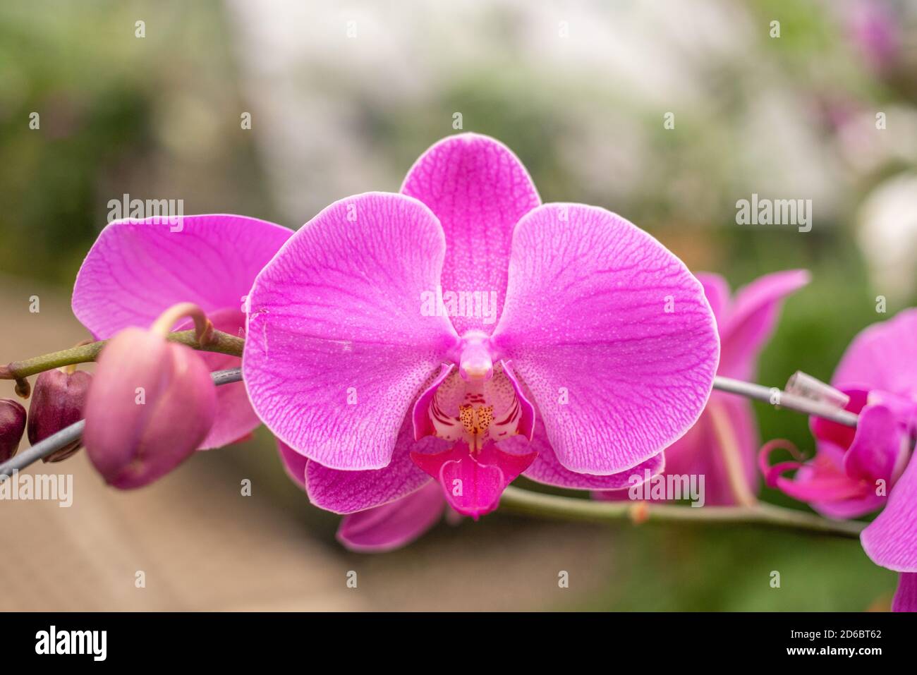 Beautiful Pink Phalaenopsis Orchid Flowers Stock Photo Alamy