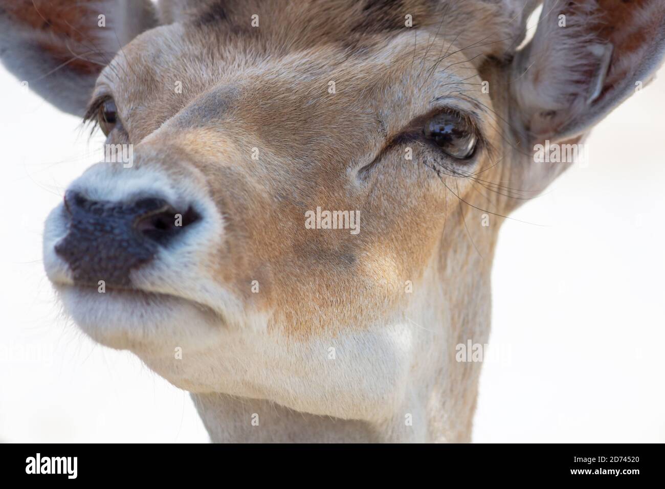 Face Vertical Head Domestic Hi Res Stock Photography And Images Alamy