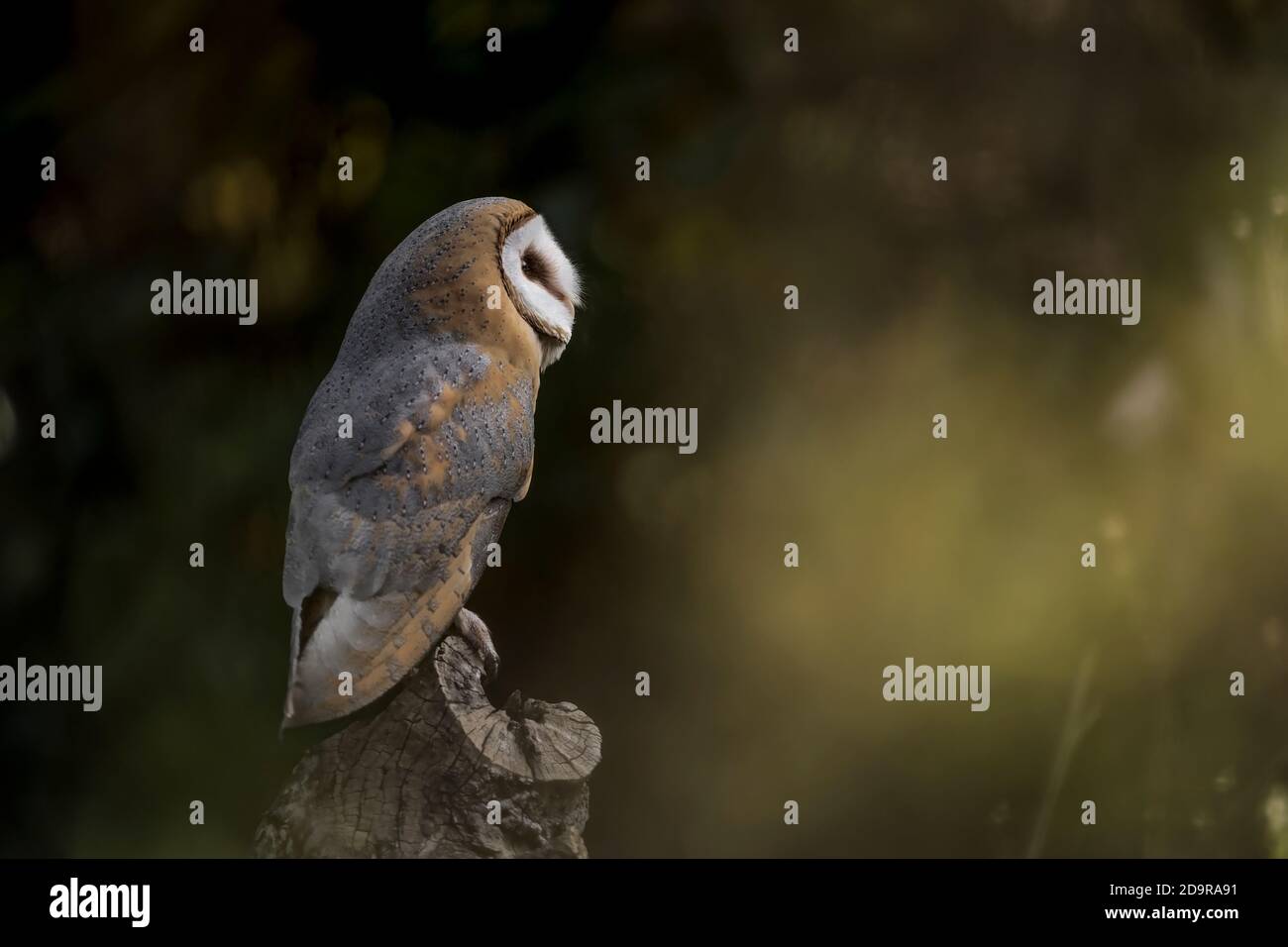 Barn Owl At Dusk Perched On Tree Trunk Tyto Alba Stock Photo Alamy