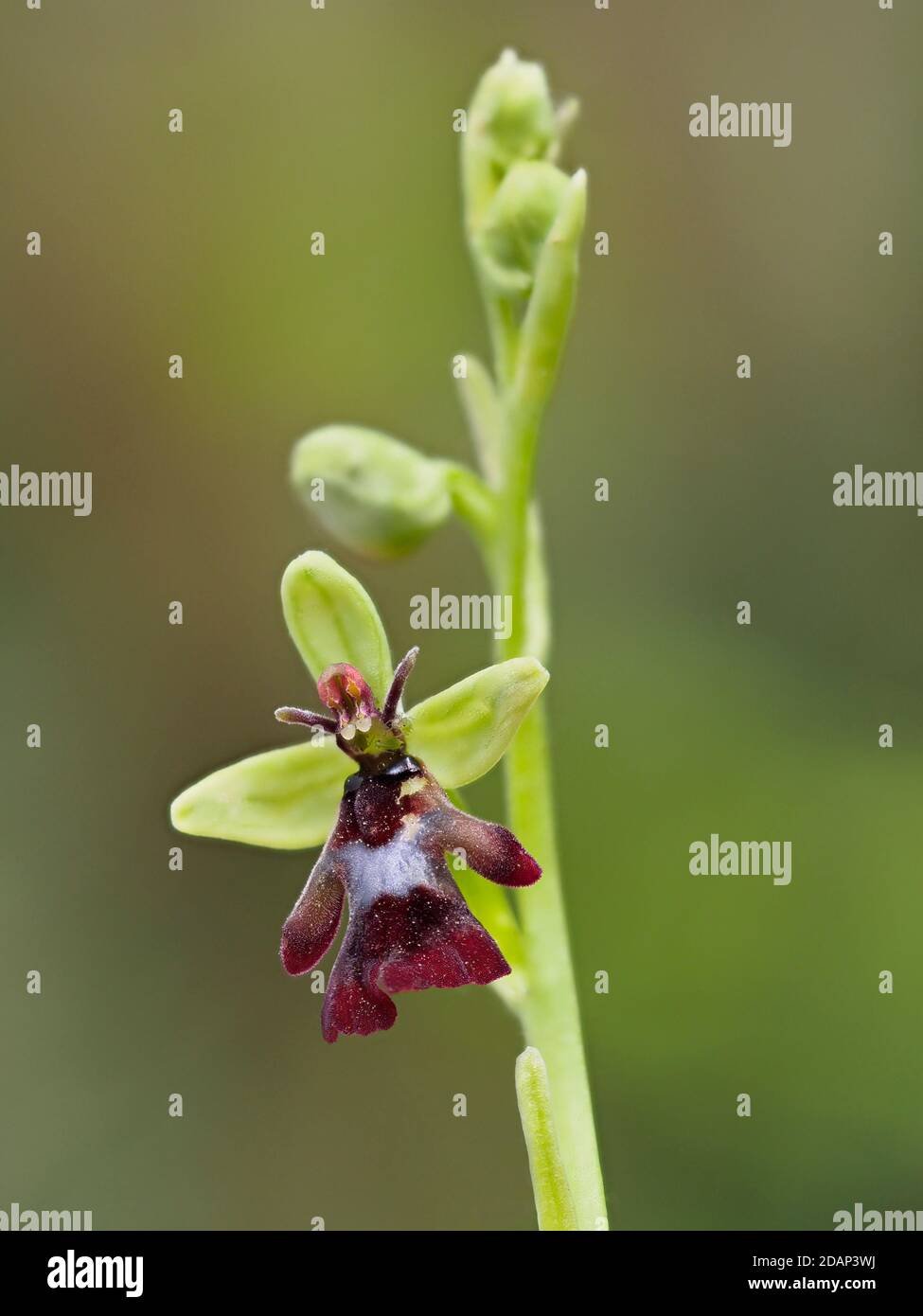 Fly Orchid Ophrys Insectifera Locally Rare Plant Queensdown Warren