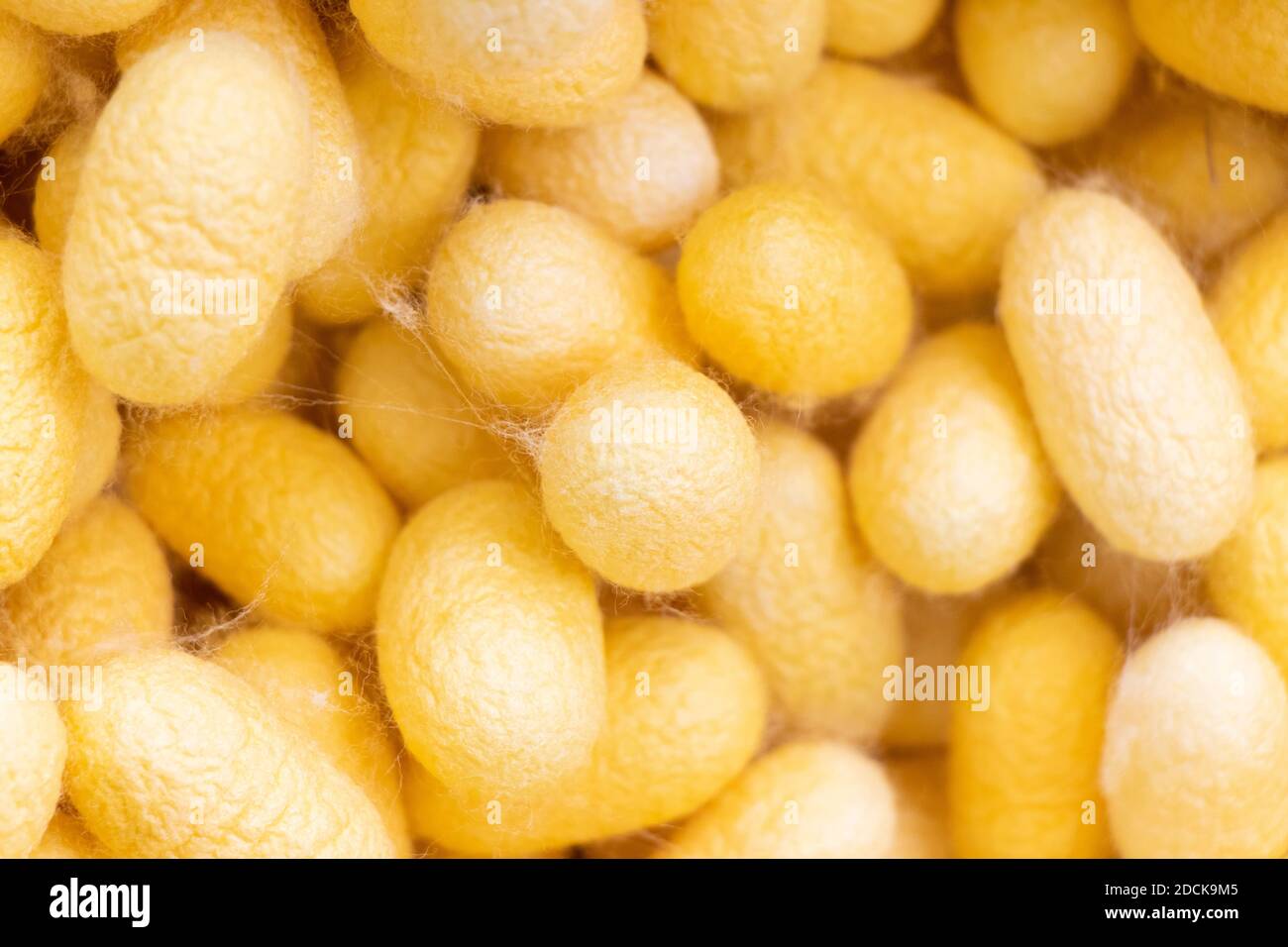 Group Of Silkworm In Yellow Cocoon Stage Background Stock Photo Alamy