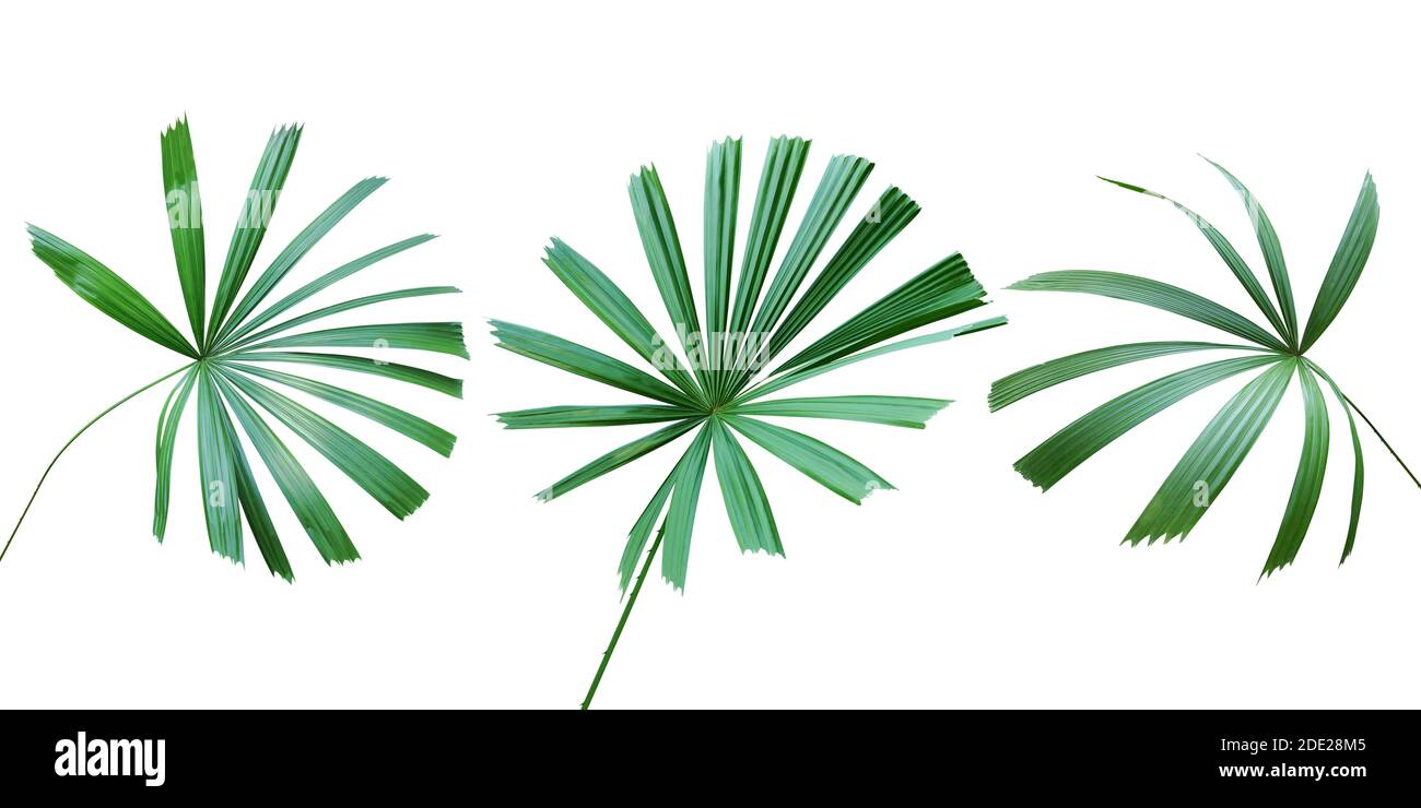 Green Leaves Of Mangrove Fan Palm Licuala Spinosa Wurmb Isolated On